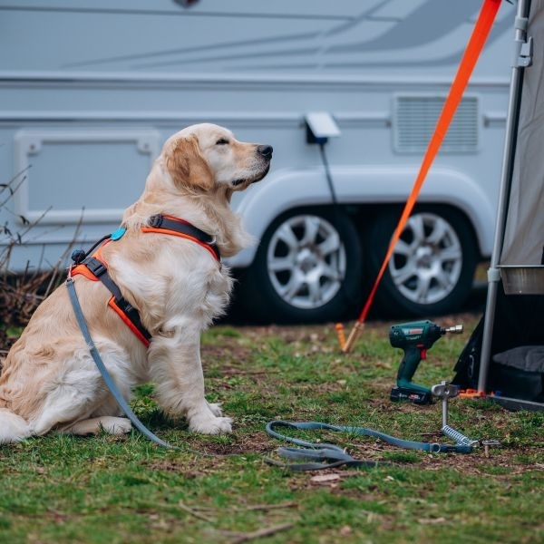 Hundehering – Bodenanker für Haustiere Edelstahl, Länge 34 cm
