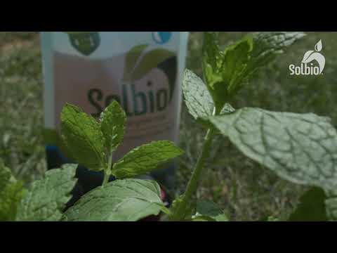 Wassertank- und Systemreiniger